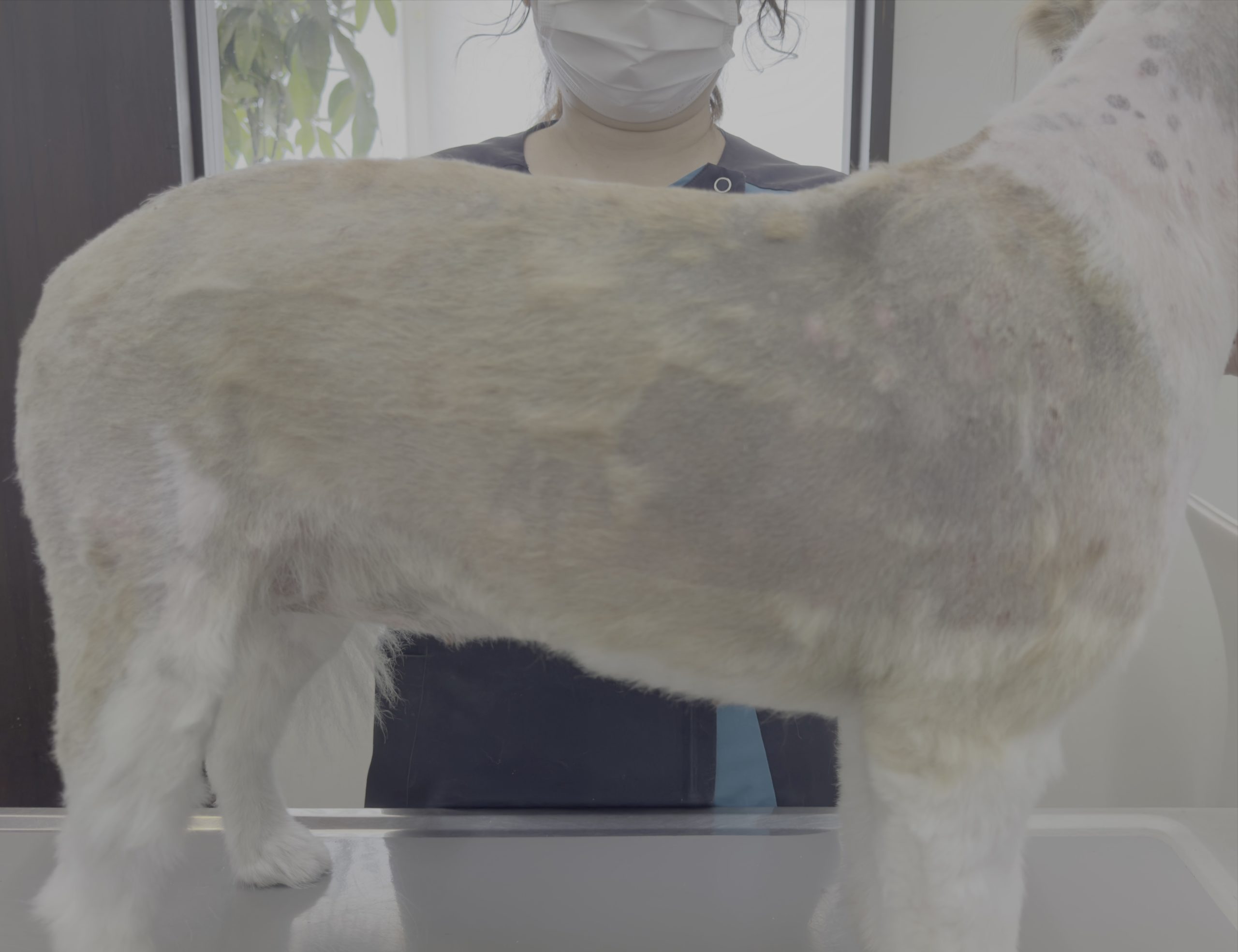 膿皮症が治らない？